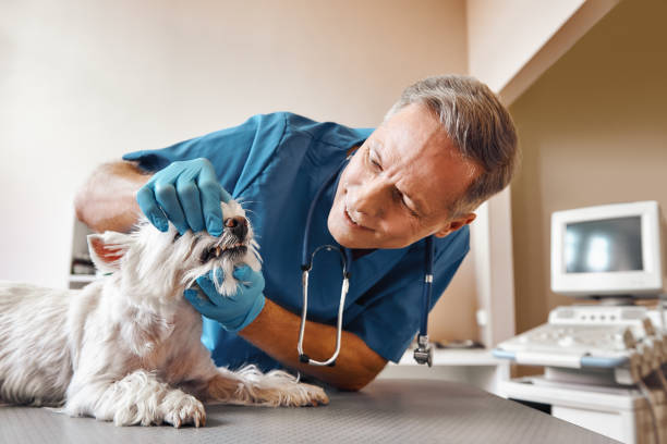 Best Emergency Dentist for Special Needs Patients in Fruitland, NC